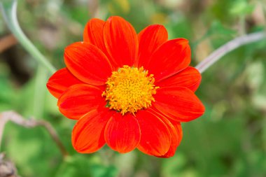 Zinnia çiçeği, kırmızı Zinnia çiçeğinin Bokeh çiçeğiyle tam çiçeklenmiş hali.