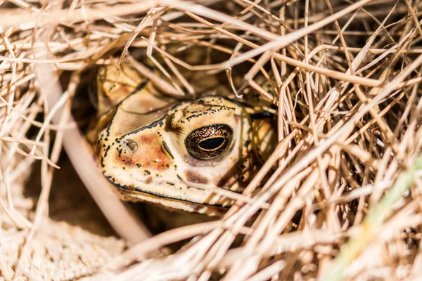 Nahaufnahme Eines Braunen Frosches Trockenen Heuhintergrund — Stockfoto