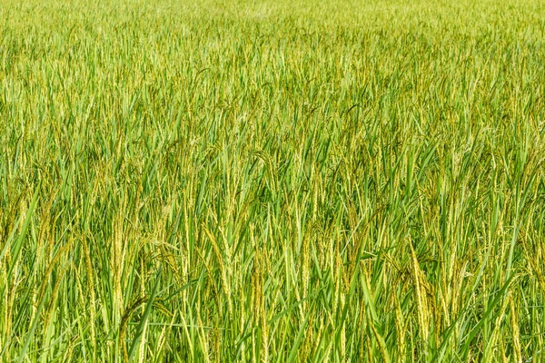 Όμορφη Του Ρυζιού Πεδία Φόντο — Φωτογραφία Αρχείου