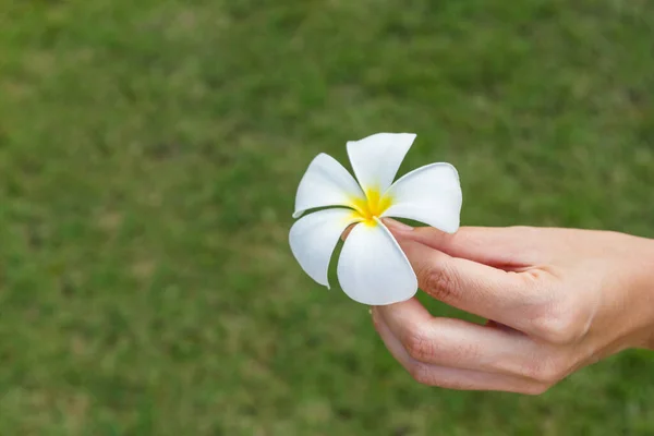 Plumeria Flower Hand Green Background — Fotografia de Stock