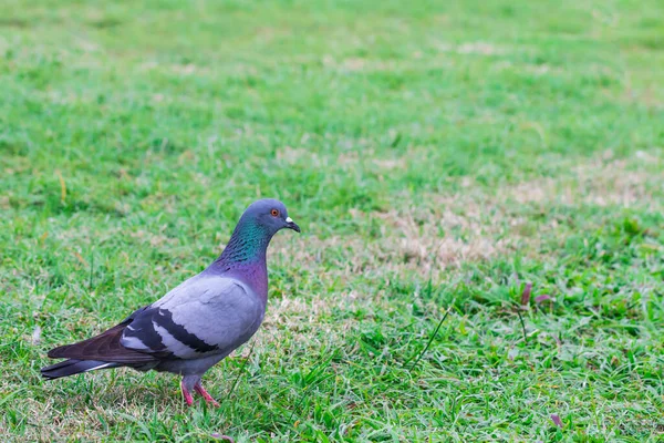 Gray Pigeon Green Grass Background Looking Food — Fotografia de Stock