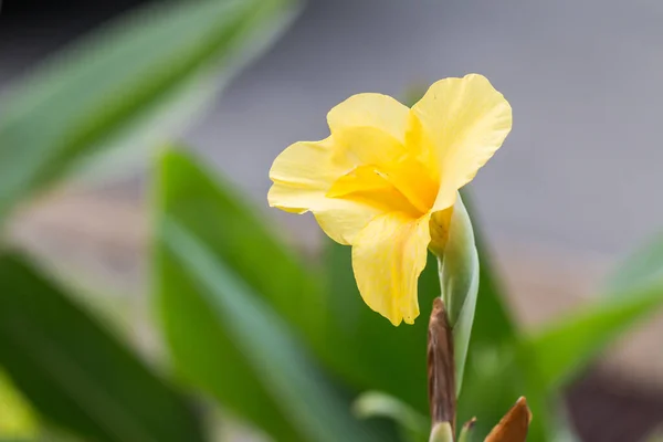 Gelbe Blume Indische Canna Canna Indica Schließen Von Canna Lilien — Stockfoto