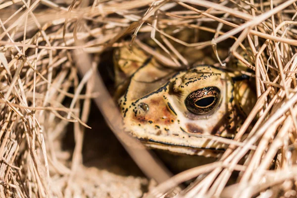 Close Brown Frog Dry Hay Background — Stock Photo, Image