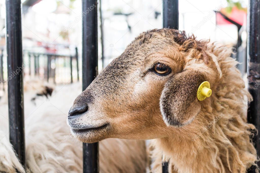 Brown Sheep looking for food