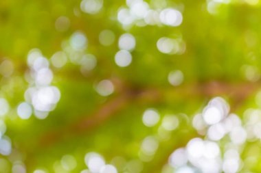 yeşil bulanık bokeh soyut ışık arkaplanı