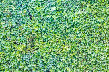 Yeşil ağaçlar arka plan / doğa