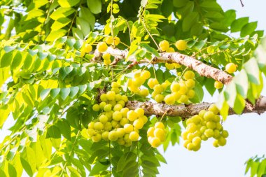 Bahçedeki ağaçta, doğal arka planda bektaşi üzümü