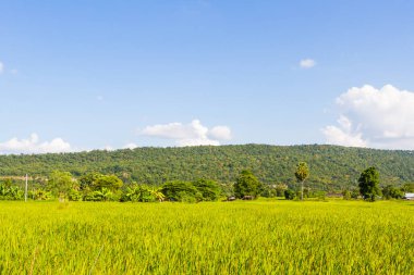 Sarı pirinç hasat mevsiminin çeltik tarlası