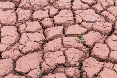 Son bir ağaç arkaplanı olan kuru çatlamış toprak dokusu
