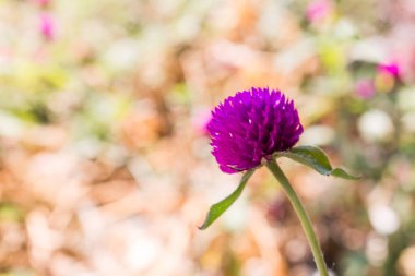 Aranth çiçeği arka planı bulanık