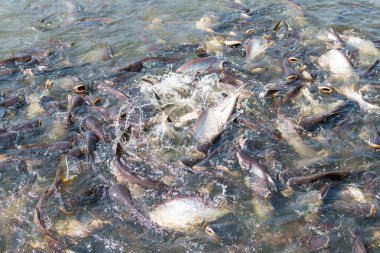 Pangasius balıkları yemeği yemeye çalışır.