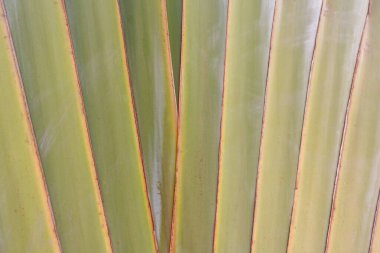 Muz ağacı dokusu, tropikal tür muz ağacı gövdesi arka planı