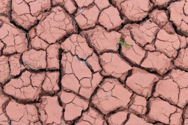 Son bir ağaç arkaplanı olan kuru çatlamış toprak dokusu