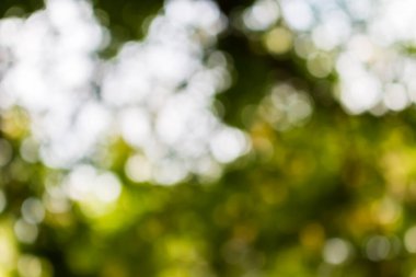 Ağaç arkaplanından soyut dairesel yeşil bokeh