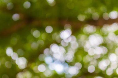 yeşil bulanık bokeh soyut ışık arkaplanı