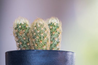 Kaktüs siyah tencerede Geen Bokeh arka planında