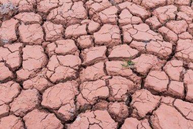 Son bir ağaç arkaplanı olan kuru çatlamış toprak dokusu