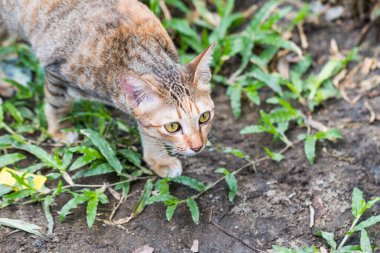Kedi yeşil çimlerde bir fare görür ve yakalar.