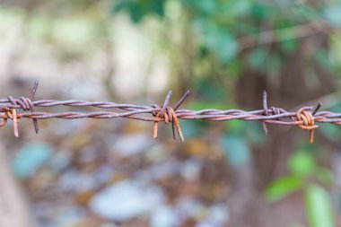 Siyah zemin için paslı ve yeşil çitli dikenli tel.