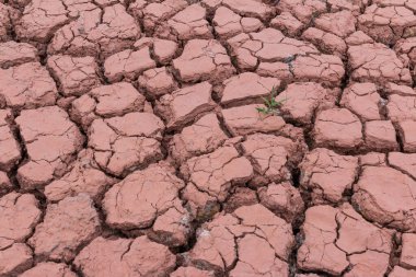 Son bir ağaç arkaplanı olan kuru çatlamış toprak dokusu