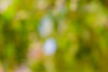 ağaç arkaplanından yeşil bokeh