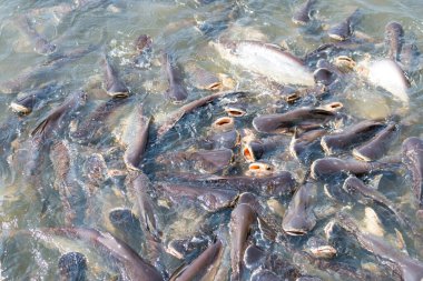 Pangasius balıkları yemeği yemeye çalışır.