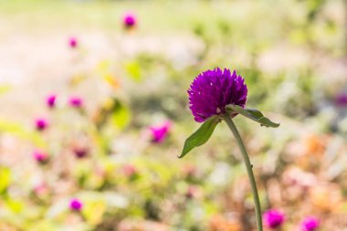 Aranth çiçeği arka planı bulanık