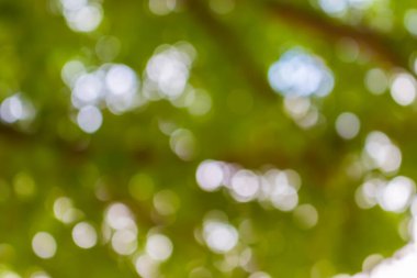 Ağaç arkaplanından soyut dairesel yeşil bokeh