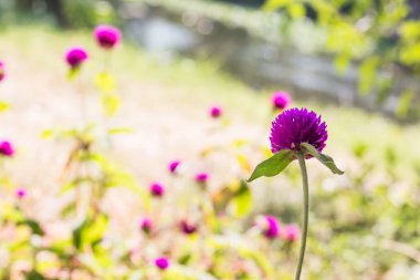 Aranth çiçeği arka planı bulanık
