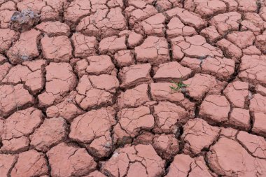 Son bir ağaç arkaplanı olan kuru çatlamış toprak dokusu