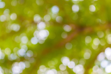 yeşil bulanık bokeh soyut ışık arkaplanı