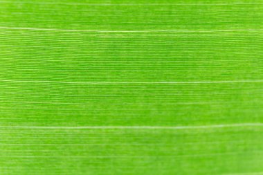 Arkaplan ışığının dokusu Taze yeşil Yaprak arka planı