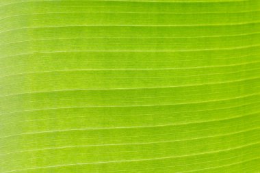 Arkaplan ışığının dokusu Taze yeşil Yaprak arka planı