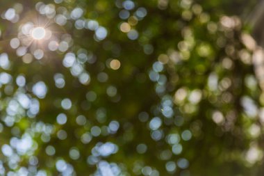 Doğa, arka planda ağaç yapraklarıyla birlikte güneş ışığıyla örtüşüyor.