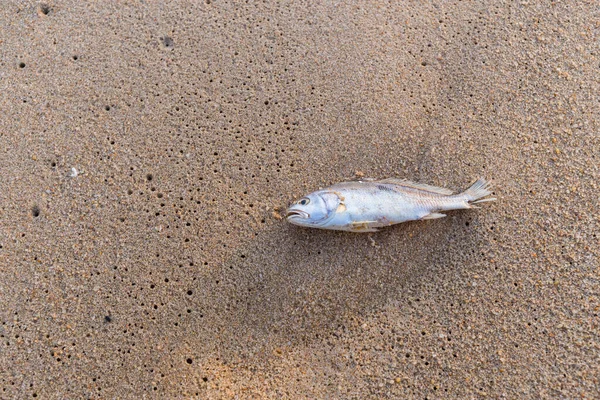 Dead Fish Sand Beach Background — Stock Photo, Image