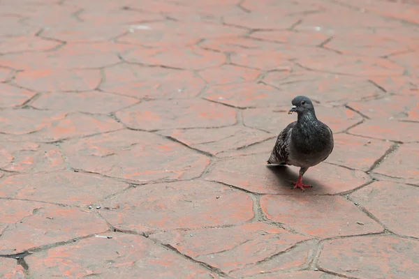 Único Pombo Perna Andando Chão — Fotografia de Stock