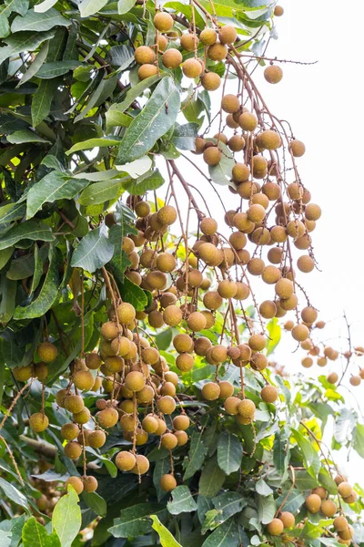 Pomar Fresco Longan Frutas Tropicais Longan Árvore Longan — Fotografia de Stock