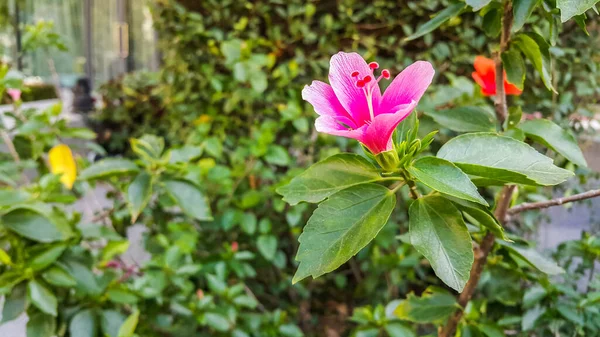Růžové Květy Zeleném Pozadí — Stock fotografie