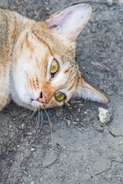 Chat Tabby Regardant Caméra Intensément — Photo