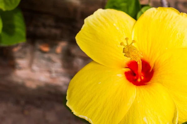 Gele Hibiscus Bloemen Groene Achtergrond — Stockfoto