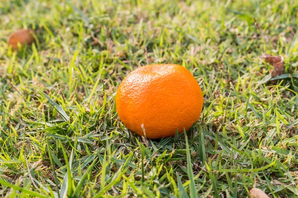 Orangen Auf Dem Gras Hintergrund — Stockfoto