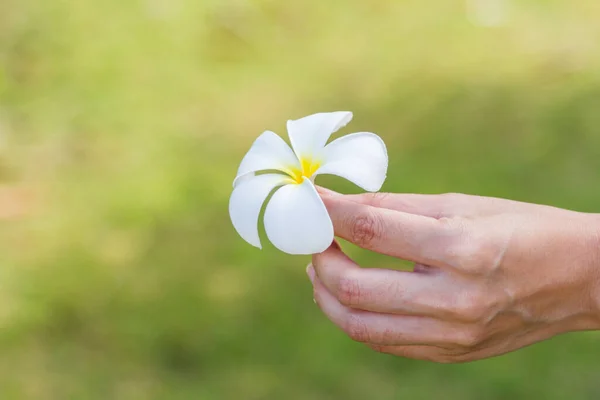 Plumeria Flower Hand Green Background — Stockfoto