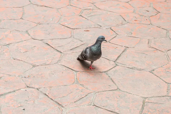 Único Pombo Perna Andando Chão — Fotografia de Stock