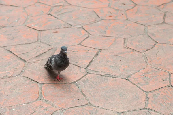 Único Pombo Perna Andando Chão — Fotografia de Stock