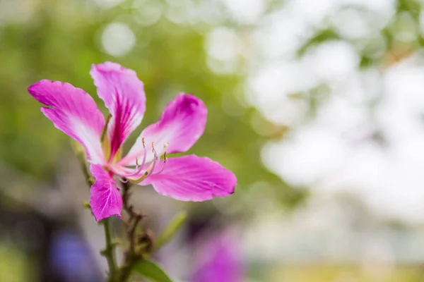 Purpurpurová Purpurová Bauhinia Purpurová Květiny Zeleném Pozadí Bokeh — Stock fotografie