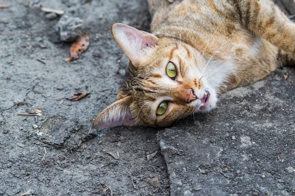 Кіт Таббі Дивиться Камеру Інтенсивно — стокове фото