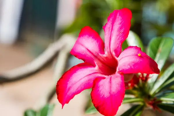 Desert Rose Impala Lily Mock Azalea Flor Natureza Fundo — Fotografia de Stock