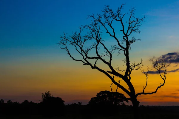 Big Dry Tree Silhouette Sunset Sky Background — Stock Photo, Image