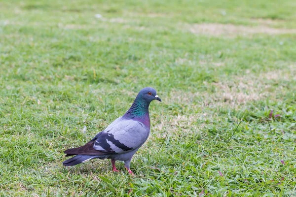 Gray Pigeon Green Grass Background Looking Food — Fotografia de Stock