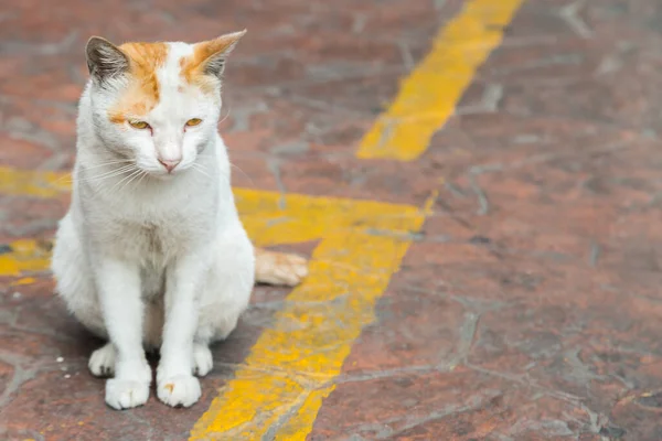 Кот Сидящий Улице Ожидающий Хозяина — стоковое фото